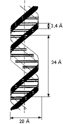 Structure d'ADN